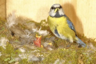 Blue tit (Cyanistes caeruleus) feeding the young in the nest, Wilnsdorf, North Rhine-Westphalia,