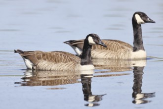 Canada goose (Branta canadensis), pair swimming on a lake, animal pair, wildlife, birds, geese,