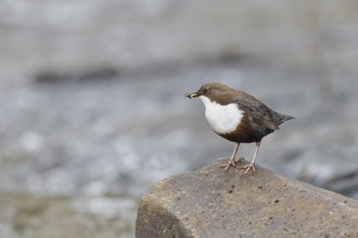 White-throated Dipper (Cinclus cinclus) standing with prey on a stone in the middle of a stream,