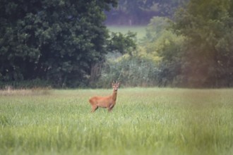Roebuck in a field, summer, Germany