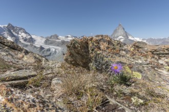 A solitary purple wildflower Aster des Alpes (Aster alpinus) rises from the rocky ground and
