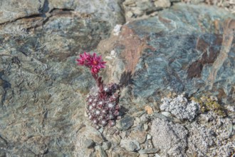 A striking pink flower Sempervivum arachnoideum (cobweb houseleek) grows out of a rocky surface and