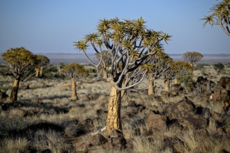 Quiver tree (Aloe dichotoma), quiver tree forest near Keetmanshoop, Karas Region, Namibia