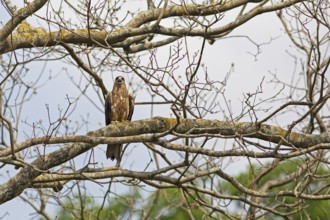 Black Kite or Black Kite (Milvus migrans) in Cubbon Park, Begaluru or Bangalore, Karnataka, India