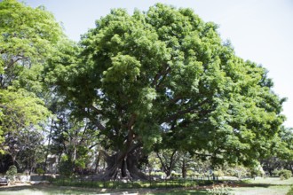 Old kapok tree (Ceiba pentandra) in the Lalbagh Botanical Garden, Begaluru or Bangalore, Karnataka,