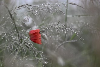 Corn poppy (Papaver rhoeas) in dew-covered grass, Lower Rhine, North Rhine-Westphalia, Germany