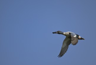 Flying drake of the shoveler (Anas clypeata) in front of a blue sky, Lower Rhine, North