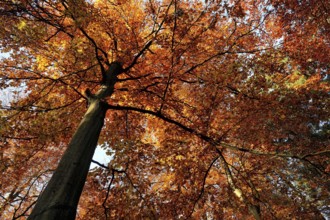 Autumnal colourful crown of the copper beech (Fagus sylvatica), Lower Rhine, North