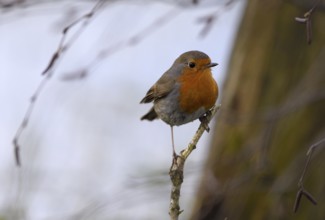 European robin (Erithacus rubecula), Lower Rhine, North Rhine-Westphalia, Germany