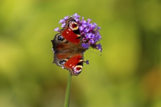Butterfly, peacock butterfly (Aglais io), Purpletop vervain (Verbena bonariensis), Burgstemmen,