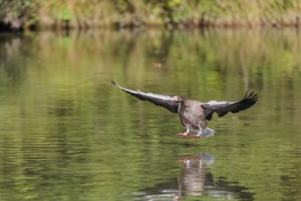An adult greylag goose (Anser anser) lands on a lake on a sunny day. Bavaria, Germany