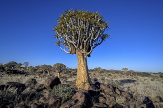 Quiver tree (Aloe dichotoma), quiver tree forest near Keetmanshoop, Karas Region, Namibia