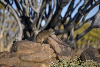 Klippschliefers (Procavia capensis), desert dormice or Klippdachs in the quiver tree forest near