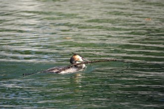 Great crested grebe (Podiceps ribbonfish) on a lake, summer, Germany