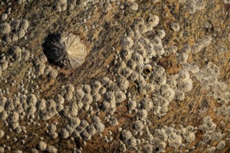 Limpet and barnacles (Patella vulgata, Semibalanus balanoides), rocks by the sea, Otroya or Otrøya