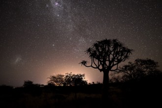 Quiver trees (Aloe dichotoma) under the starry sky, quiver tree forest near Keetmanshoop, Karas