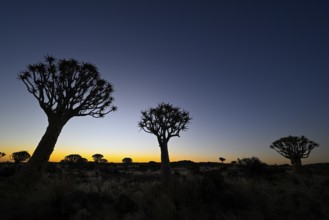 Quiver trees (Aloe dichotoma), blue hour, quiver tree forest near Keetmanshoop, Karas Region,