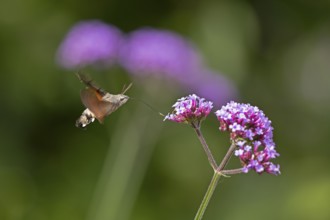 Butterfly, pigeon tail (Macroglossum stellatarum), also known as hummingbird butterfly or