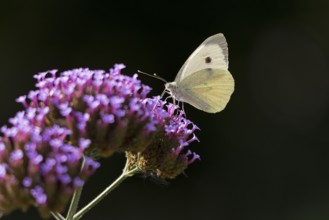 Butterfly, Cabbage butterfly (Pieris brassicae), Purpletop vervain (Verbena bonariensis),