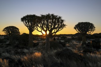 Quiver trees (Aloe dichotoma), blue hour, quiver tree forest near Keetmanshoop, Karas Region,