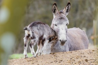 Friendship without borders. A domestic donkey (Equus asinus) and a Tauernschecke goat (Capra