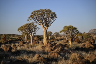 Quiver trees (Aloe dichotoma), quiver tree forest near Keetmanshoop, Karas Region, Namibia