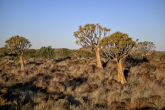 Quiver trees (Aloe dichotoma), quiver tree forest near Keetmanshoop, Karas Region, Namibia