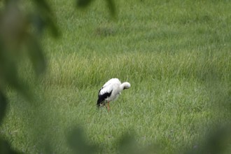 White stork, summer, Germany
