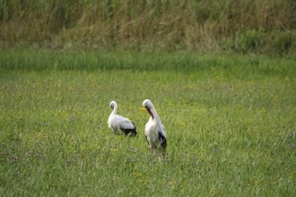 White storks, summer, Germany