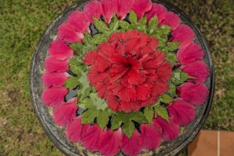 Flower decoration made of blossoms in a luxury resort, Klong Khong Beach, Sala Dan, Ko Lanta, Koh