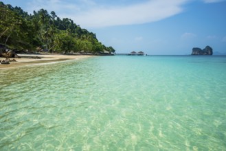 White sandy beach and coconut palms, Sunrise Beach, Koh Great white shark, Ko Ngai, Krabi Province,