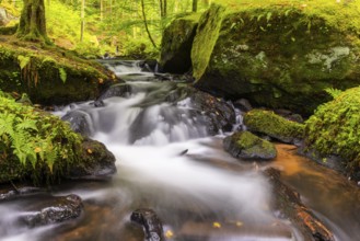 Stream through moss-covered stones, bracken fern (Pteridium aquilinum), Leptosporangiate ferns