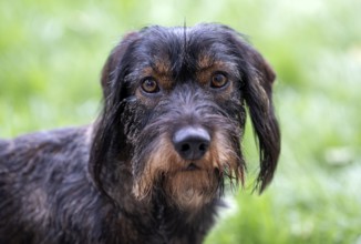 Rough-haired dachshund (Canis lupus familiaris) male, 4 years, animal portrait, attentive,