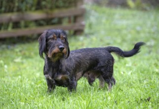 Rough-haired dachshund (Canis lupus familiaris) male, 4 years, attentive, in a meadow, in garden,