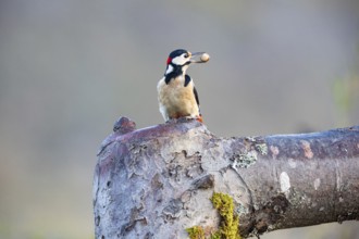 Great spotted woodpecker (Dendrocopus major) ml Germany