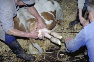 Cow birth with the help of a rope in a cowshed, Franconia, Bavaria, Germany