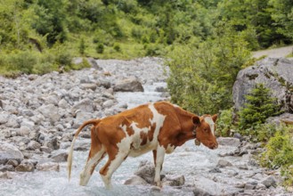 Holstein Friesian cattle crossing a creek on an alpine pasture. Eng valley, Austria