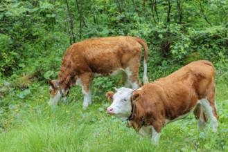 Holstein-Friesian cattle grazing on a mountain pasture in steep terrain. Eng Valley, Austria