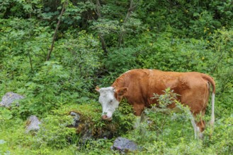 Holstein-Friesian cattle grazing on a mountain pasture in steep terrain. Eng Valley, Austria