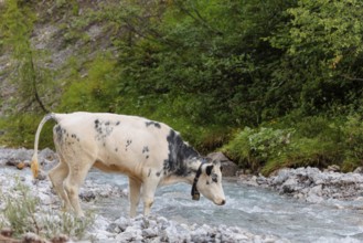 A cow crosses a creek on an alpine pasture. Eng valley, Austria