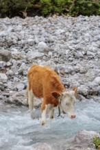 Holstein Friesian cattle crossing a creek on an alpine pasture. Eng valley, Austria
