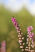 Flowering heather (Calluna vulgaris), heather, Trupacher Heide nature reserve, Siegen, North