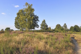 Heath landscape with heather (Calluna vulgaris) and birch trees and blue sky, Trupacher Heide