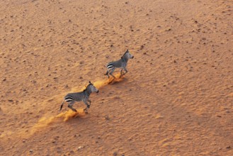 Hartmann's Mountain Zebra (Equus zebra hartmannae). At a sandy plain in the Namib Desert. Aerial