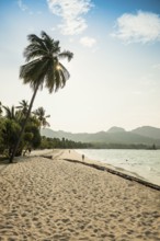 White sandy beach and coconut palms, Pearl Beach, Koh Mook, Trang Province, Southern Thailand,