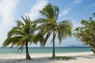 White sandy beach and coconut palms, Pearl Beach, Koh Mook, Trang Province, Southern Thailand,