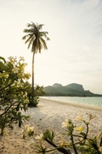 White sandy beach and coconut palms, sunset, Pearl Beach, Koh Mook, Trang Province, Southern