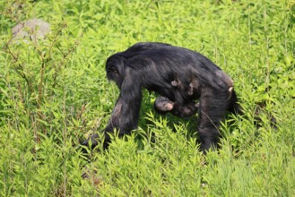 Bonobo (Pan Paniscus), pygmy chimpanzee, adult, female, juvenile, mother, social behaviour