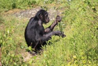 Bonobo (Pan Paniscus), pygmy chimpanzee, adult, female, juvenile, mother, social behaviour,