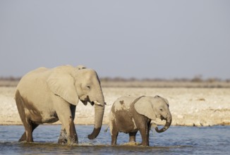 African Elephant (Loxodonta africana). Cow with calf at a waterhole. Etosha National Park, Namibia